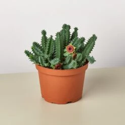 Lifesaver Cactus -House Plant Shop 1 Succulent LifeSaver 6 105ecd61 0ebb 442d b912 7c1ed307fede