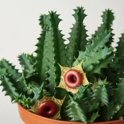 Lifesaver Cactus -House Plant Shop 1 Succulent LifeSaver DETAIL 6