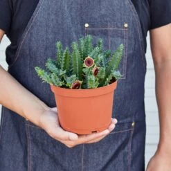 Lifesaver Cactus -House Plant Shop 1 Succulent LifeSaver HOLD 6