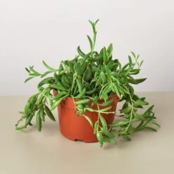 Succulent 'String Of Bananas' -House Plant Shop 1 Succulent StringOfBanana 4