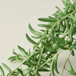 Succulent 'String Of Bananas' -House Plant Shop 1 Succulent StringOfBanana 4 DETAIL