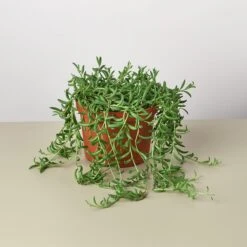 Succulent 'String Of Bananas' -House Plant Shop 1 Succulent StringofBananas 6