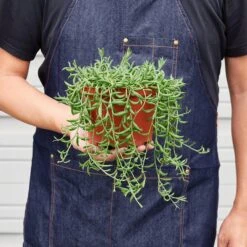 Succulent 'String Of Bananas' -House Plant Shop 1 Succulent StringofBananas 6 HOLD