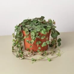 Succulent 'String Of Hearts' -House Plant Shop 1 Succulent StringofHearts 6