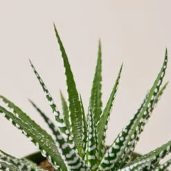 Zebra Succulent -House Plant Shop 1 Succulent Zebra 4DETAIL