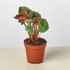 Syngonium 'Merry' 10 Syngonium 'Merry' -House Plant Shop 1 Syngonium Merry 2