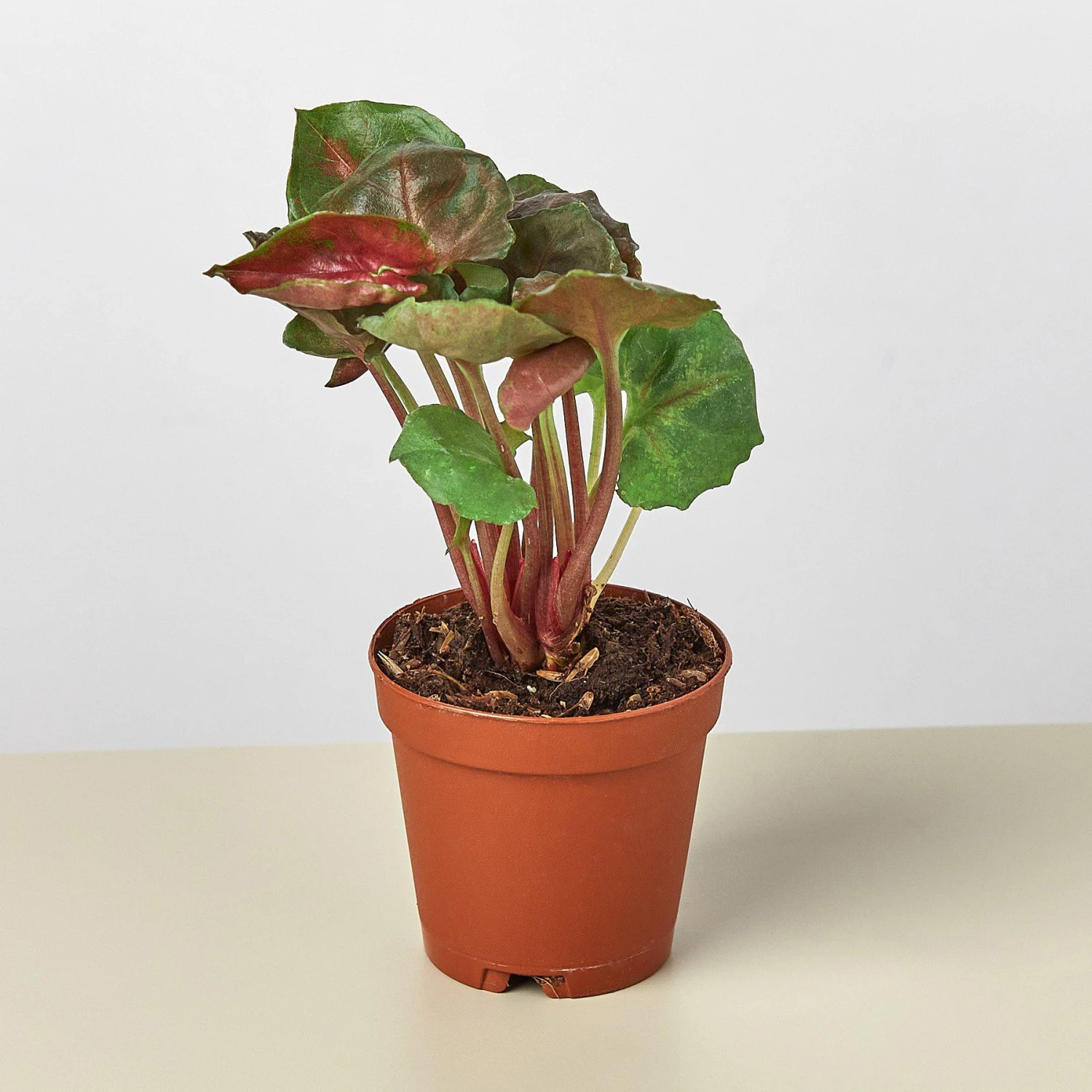 Syngonium 'Merry' 4 Syngonium 'Merry' - Image 4