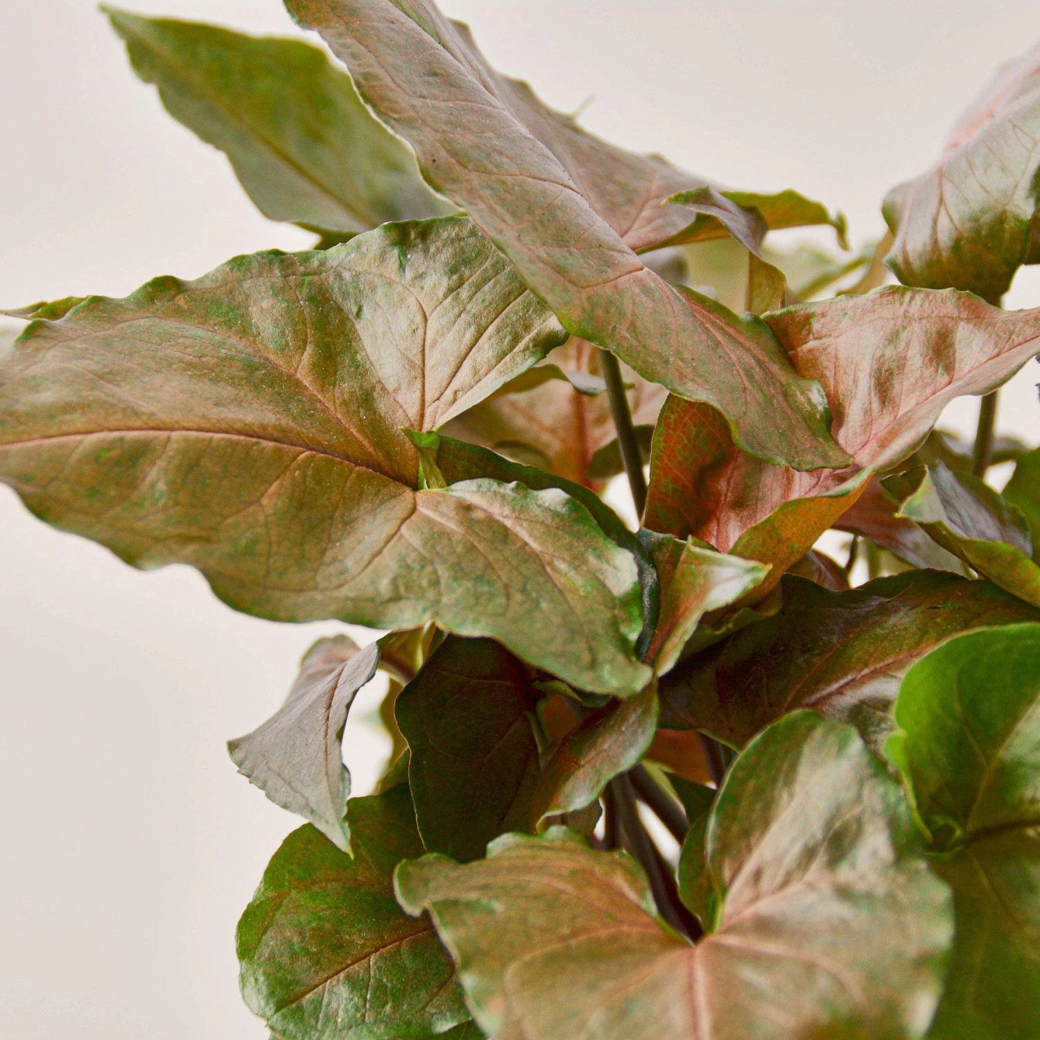 Syngonium 'Merry' 2 Syngonium 'Merry' - Image 2