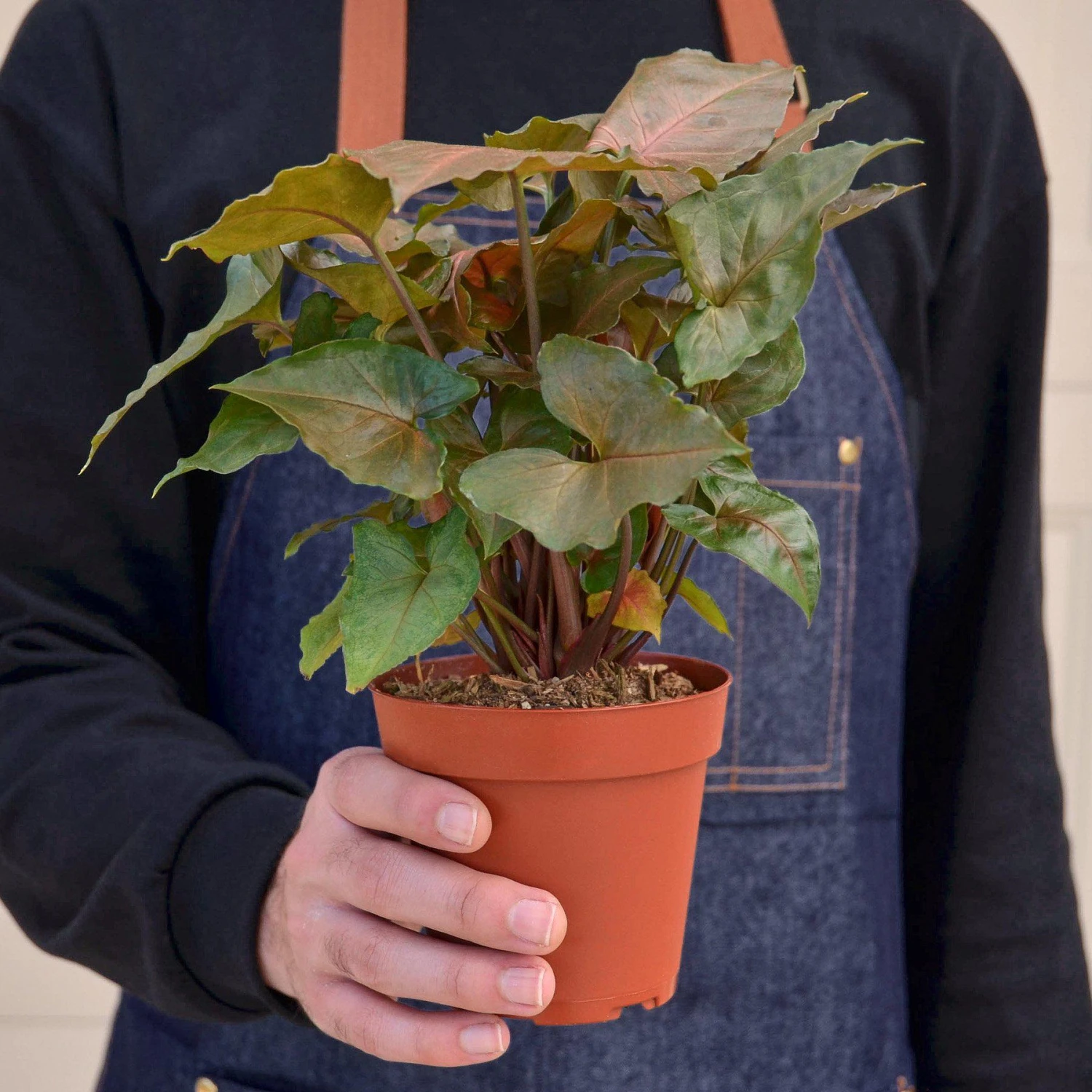 Syngonium 'Merry' 3 Syngonium 'Merry' - Image 3