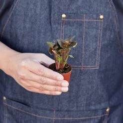 Syngonium 'Merry' 12 Syngonium 'Merry' -House Plant Shop 1 Syngonium Merry HOLD 2