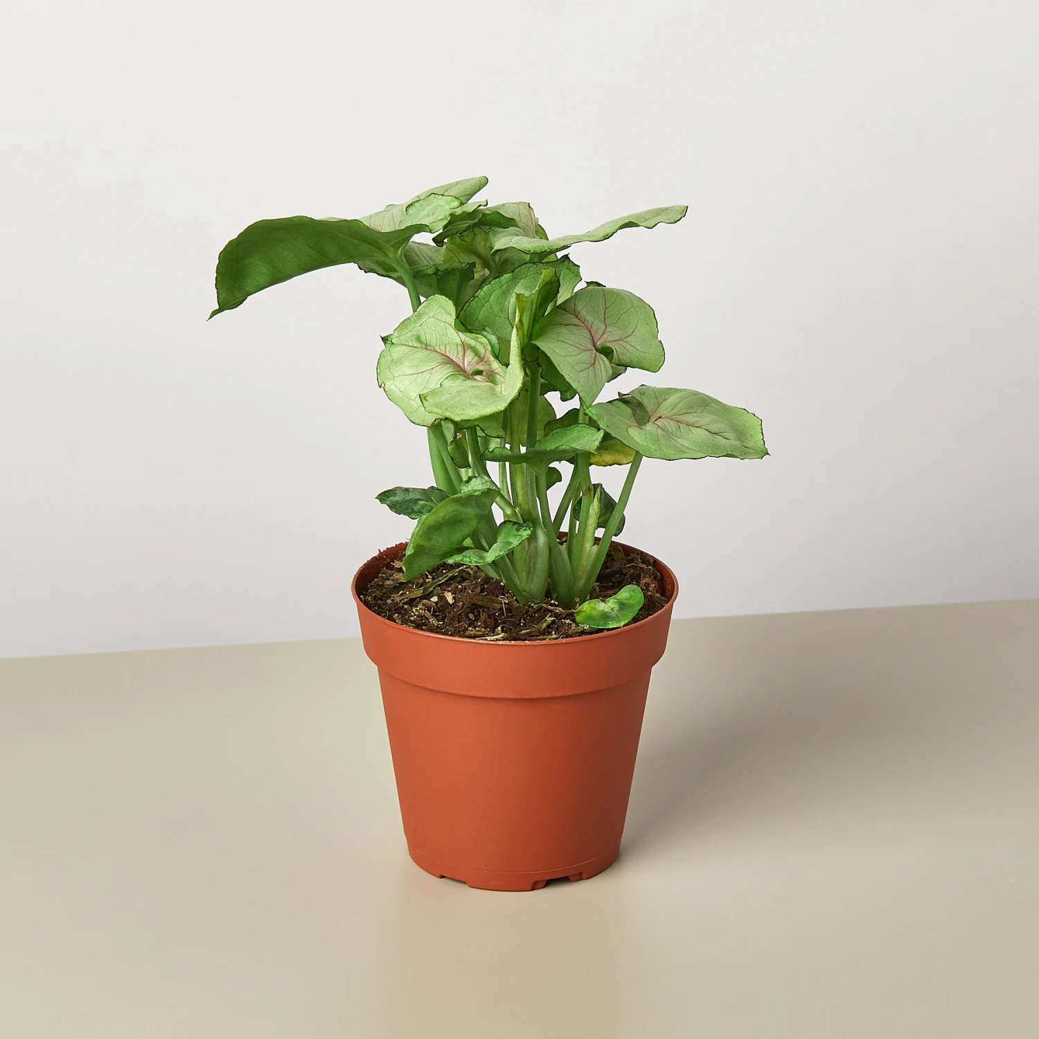 Syngonium 'Roxanna' 1 Syngonium 'Roxanna'