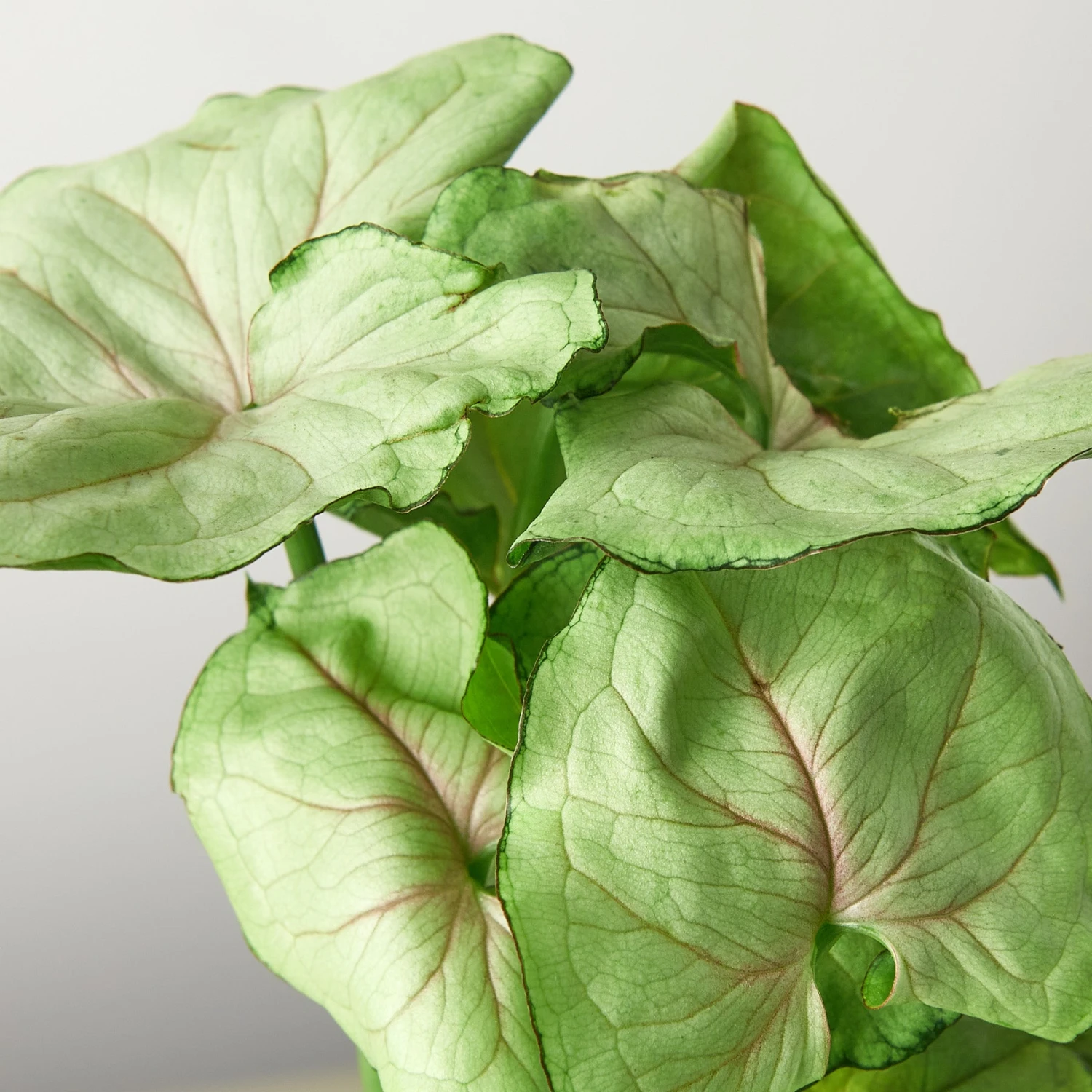 Syngonium 'Roxanna' 2 Syngonium 'Roxanna' - Image 2