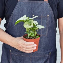 Syngonium 'Roxanna' 5 Syngonium 'Roxanna' -House Plant Shop 1 Syngonium Roxanna HOLD 4