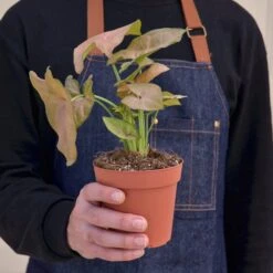 Syngonium 'Strawberry' -House Plant Shop 1 Syngonium Strawberry 4HOLD