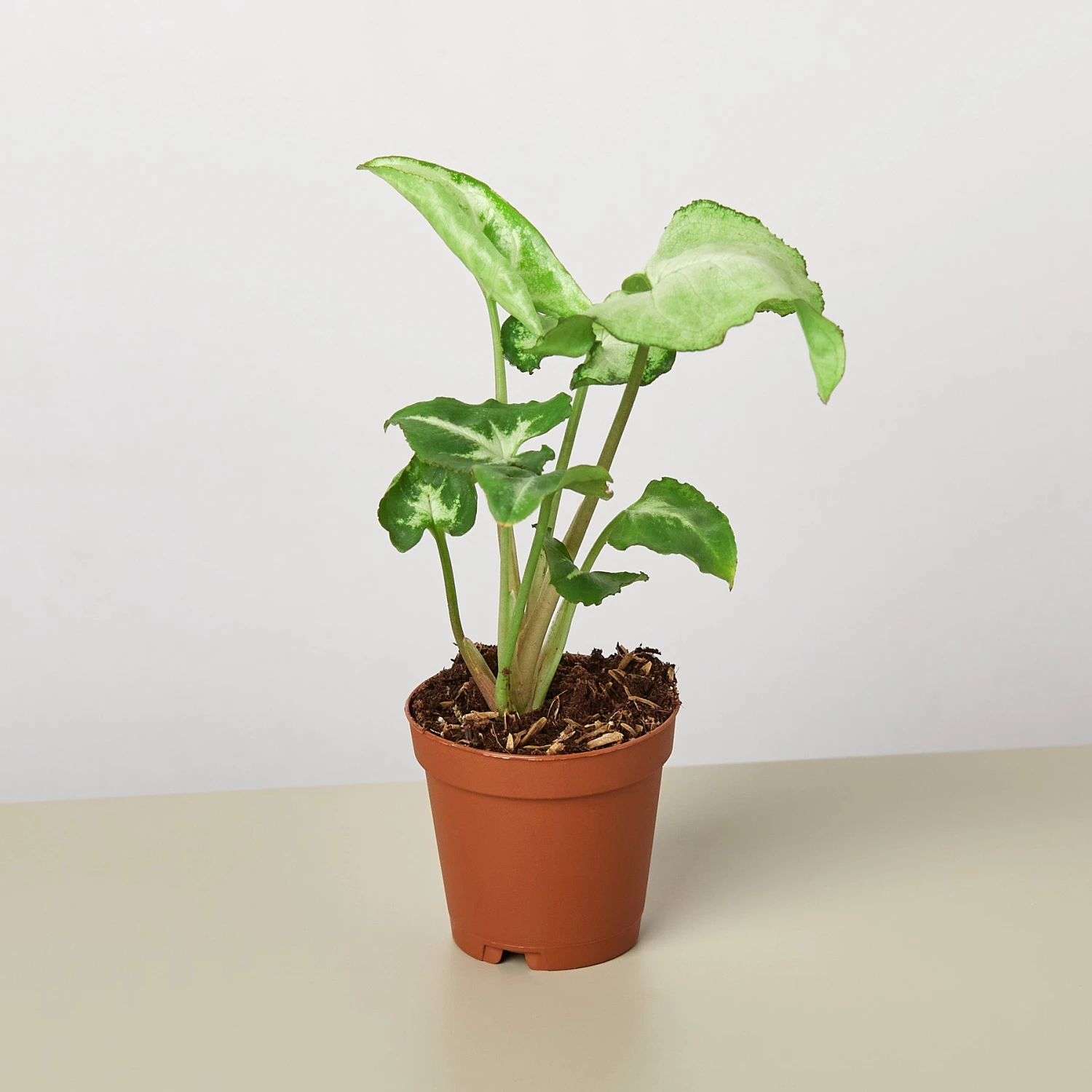 Syngonium 'White Butterfly' 7 Syngonium 'White Butterfly' - Image 7