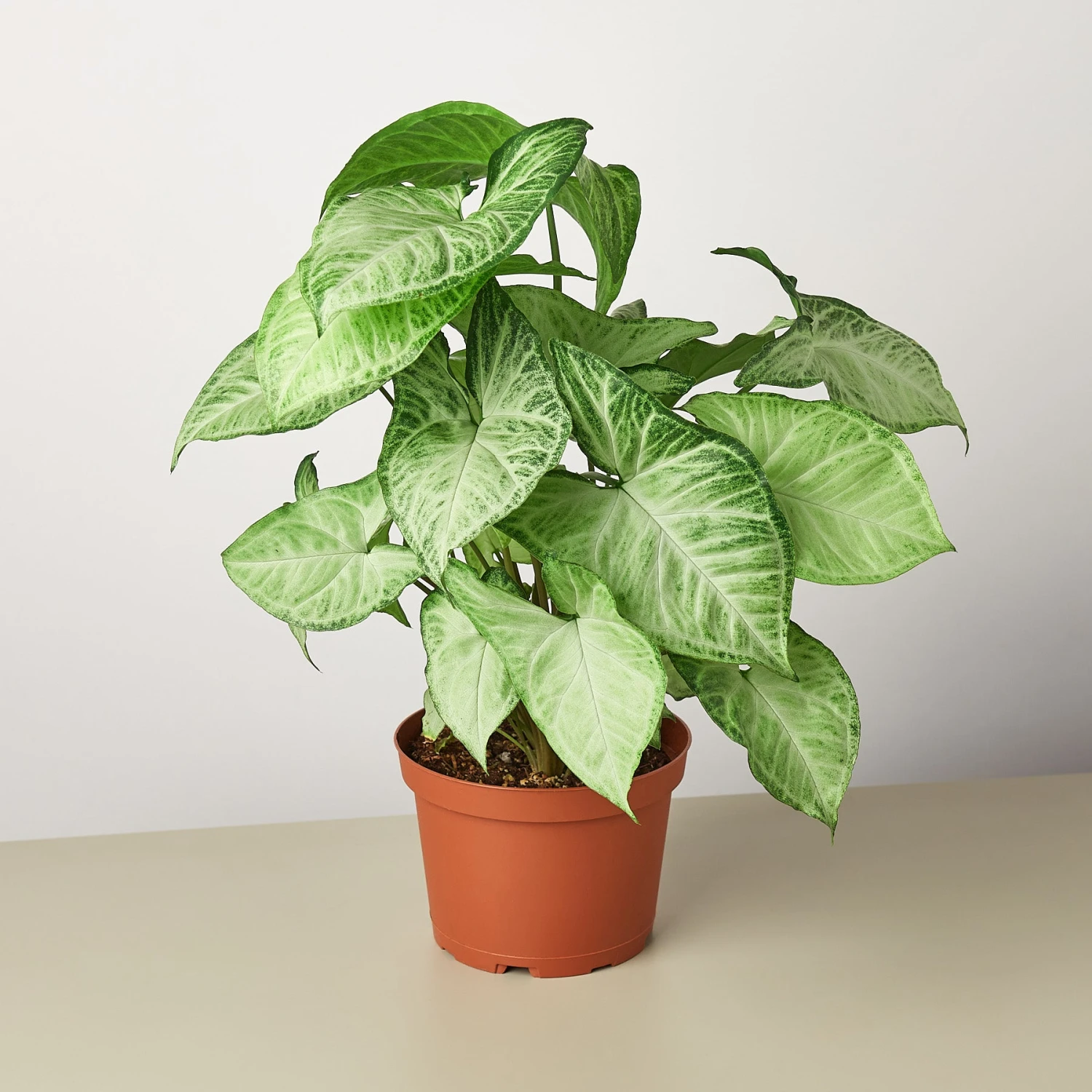 Syngonium 'White Butterfly' 4 Syngonium 'White Butterfly' - Image 4