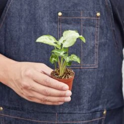 Syngonium 'White Butterfly' 16 Syngonium 'White Butterfly' -House Plant Shop 1 Syngonium WhiteButterfly HOLD 2