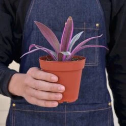 Tradescantia 'Oyster Plant' -House Plant Shop 1 Tradescantia Spathacea 4HOLD