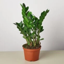 Zamioculcas Zamiifolia 'ZZ' 18 Zamioculcas Zamiifolia 'ZZ' -House Plant Shop 1 Zamioculcas Zamiifolia 6
