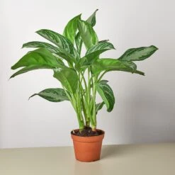 Chinese Evergreen 'Silver Bay' -House Plant Shop 1 name 6 19