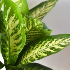 Dieffenbachia 'Tropic Snow' -House Plant Shop 10 DIEFFENBACHIA TROPIC.SNOW 2