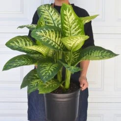 Dieffenbachia 'Tropic Snow' -House Plant Shop 10 DIEFFENBACHIA TROPIC.SNOW 3