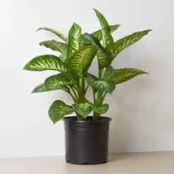 Dieffenbachia 'Tropic Snow' -House Plant Shop 11e385d5 5f32 4a7a b576 865fb22ca713