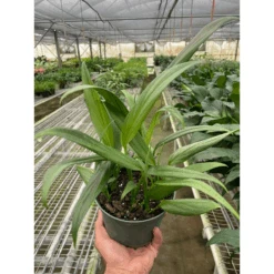 Pothos 'Silver Streak'