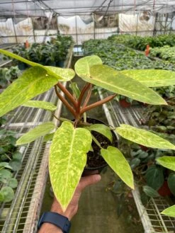 Philodendron 'Painted Lady' -House Plant Shop 1e01358b d1c9 4345 b12c 1c0456788bc7