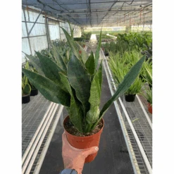 Snake Plant 'Jaboa' 5 Snake Plant 'Jaboa' -House Plant Shop 20657e6d d7f2 4ce7 b112 873a99283bb1