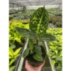 Dieffenbachia 'Reflector'