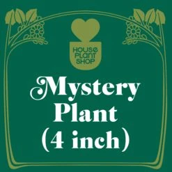 Mystery Pet-Friendly House Plant