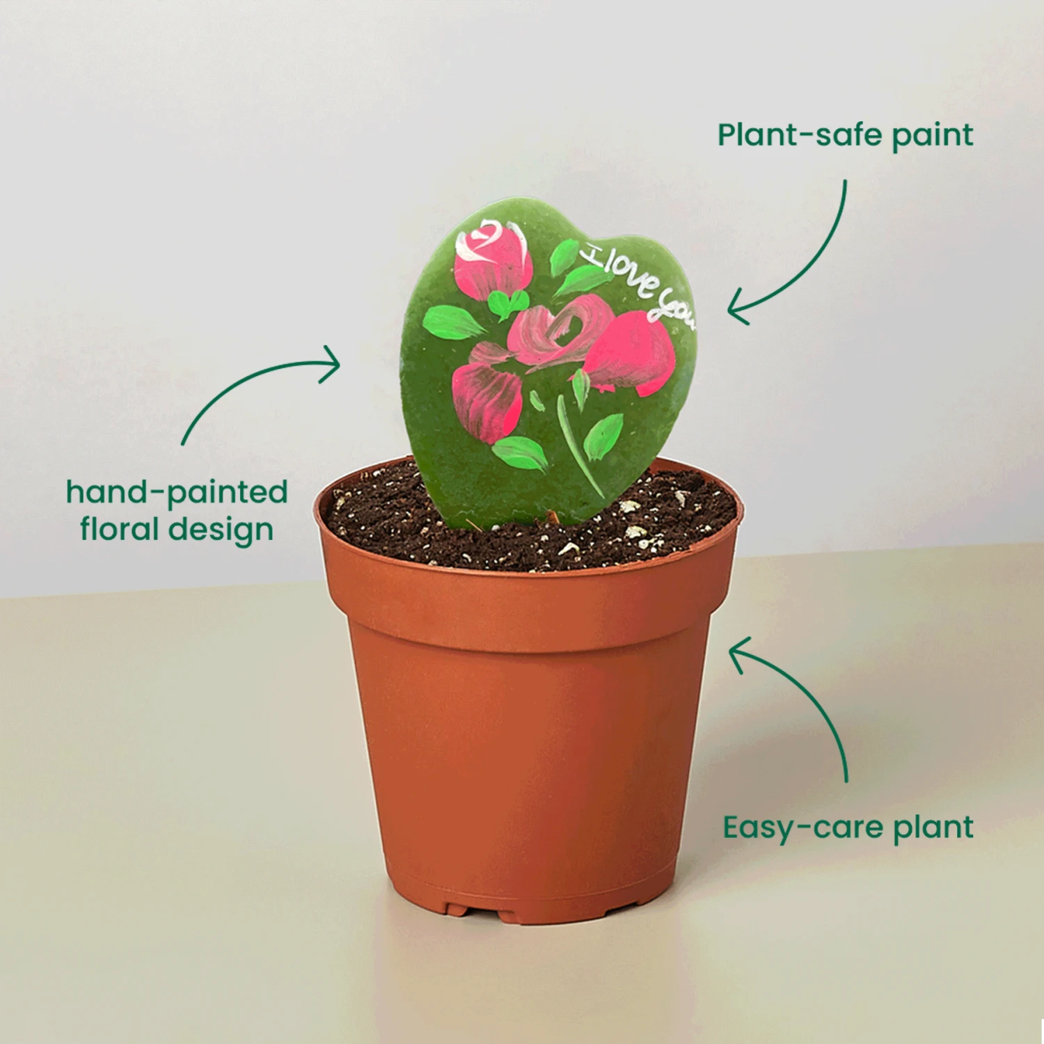 Hoya Heart - "I Love You" Special Painted Hoya 1 Hoya Heart - "I Love You" Special Painted Hoya