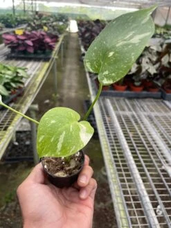 Monstera 'Thai Constellation' -House Plant Shop 2897ea25 c173 4b45 8ab3 96874838e61a