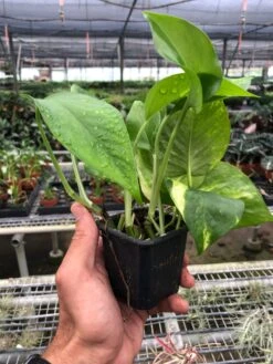 Pothos 'Golden' -House Plant Shop 28eaca6e 31bc 483f a175 19830e331d63