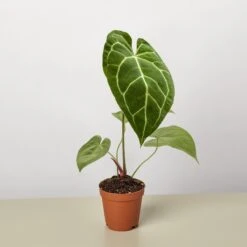 Anthurium Crystallinum -House Plant Shop 2 ANTHURIUM CRYSTALLINUM 1 2ac6cdc7 5283 496f 8d0b c8661f0d9250