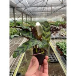 Calathea Lancifolia 'Rattlesnake' -House Plant Shop 2 CALATHEA RATTLESNAKE TEMP 2.29.24