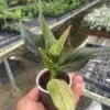 Chinese Evergreen 'Red Vein'