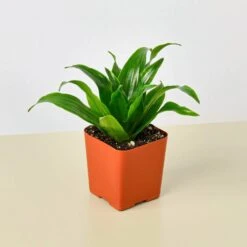 Dracaena 'Janet Craig' 13 Dracaena 'Janet Craig' -House Plant Shop 2 DRACAENA JANET.CRAIG 1