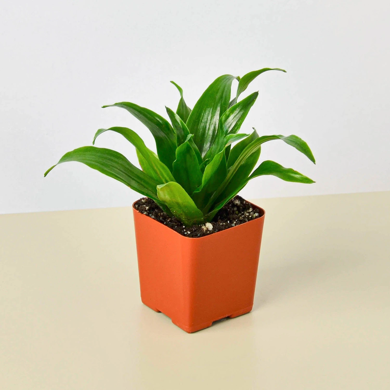 Dracaena 'Janet Craig' 7 Dracaena 'Janet Craig' - Image 7