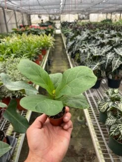 Ficus Lyrata 'Fiddle Leaf Fig' 15 Ficus Lyrata 'Fiddle Leaf Fig' -House Plant Shop 2 FICUS LYRATA TEMP 8.15.24