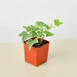 English Ivy 'Glacier' -House Plant Shop 2 IVY GLACIER 1 907947e0 c8e1 4ee0 8a0a 9f974191a18c