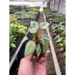 Philodendron 'Sodiroi' 5 Philodendron 'Sodiroi' -House Plant Shop 2 PHILODENDRON SODIROI TEMP 2.14.24