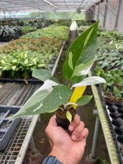 Philodendron 'White Princess' -House Plant Shop 2 PHILODENDRON WHITE.PRINCESS TEMP 9.21.23 8b15eccb 38b5 46f2 9acb 576ffd4d6c0b