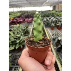 Boobie Cactus -House Plant Shop 2 SUCC CACTUS BOOBIE TEMP 1.17.24