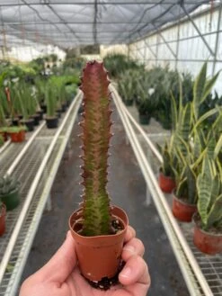 Succulent Euphorbia 'Trigona Rubra' -House Plant Shop 2 SUCC EUPHORBIA RED.TRIGONA TEMP 2.29.24 05fa5920 c0c0 429c 9a42 c63d8147ff79