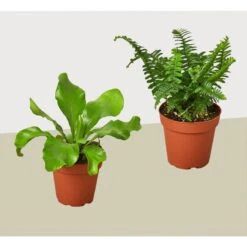 2 Fern Variety Pack - Live Plants - FREE Care Guide - 4" Pot - House Plant