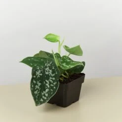Pothos 'Satin' -House Plant Shop 3 POTHOS SATIN 1