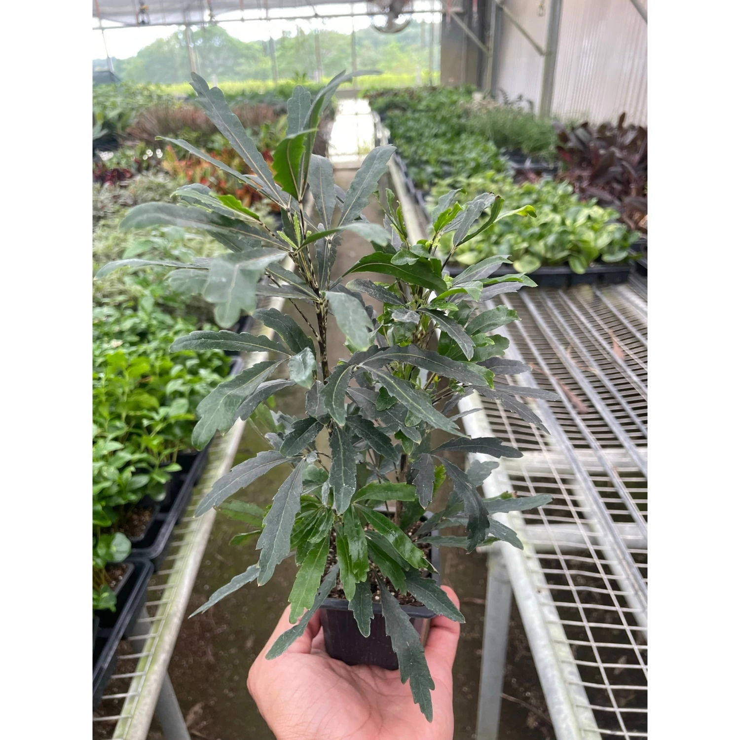 Aralia 'Green' 1 Aralia 'Green'