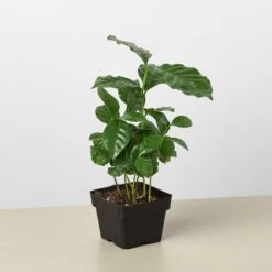 Arabica Coffee -House Plant Shop 3 Arabica Coffee 1